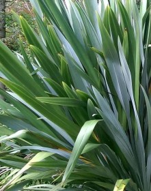 Új-Zélandi kender, Phormium tenax, etnobotanika